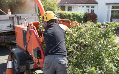 Tree Removal: Essential Tips